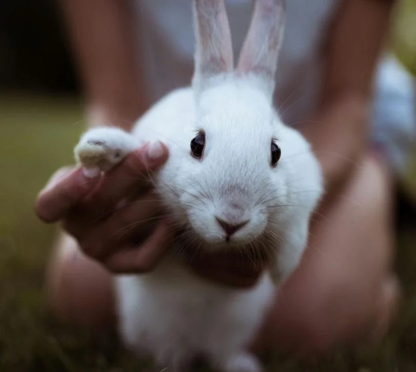 Servicio compasivo y digno de cremación para mascotas - Misión Memoria Viva Pet Crematory