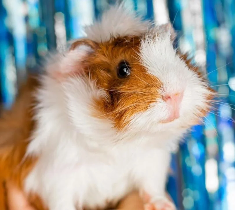 Servicio compasivo y digno de cremación para mascotas - Visión Memoria Viva Pet Crematory