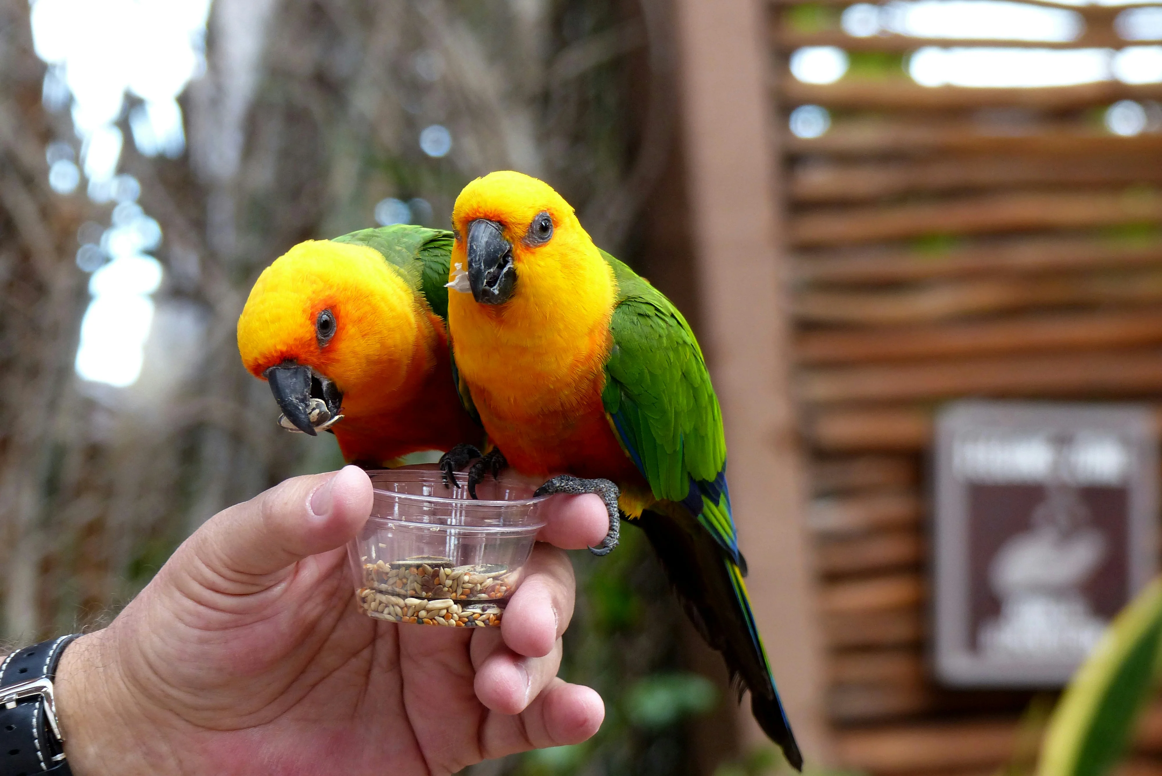 Transporte de mascotas - Memoria Viva Pet Crematory